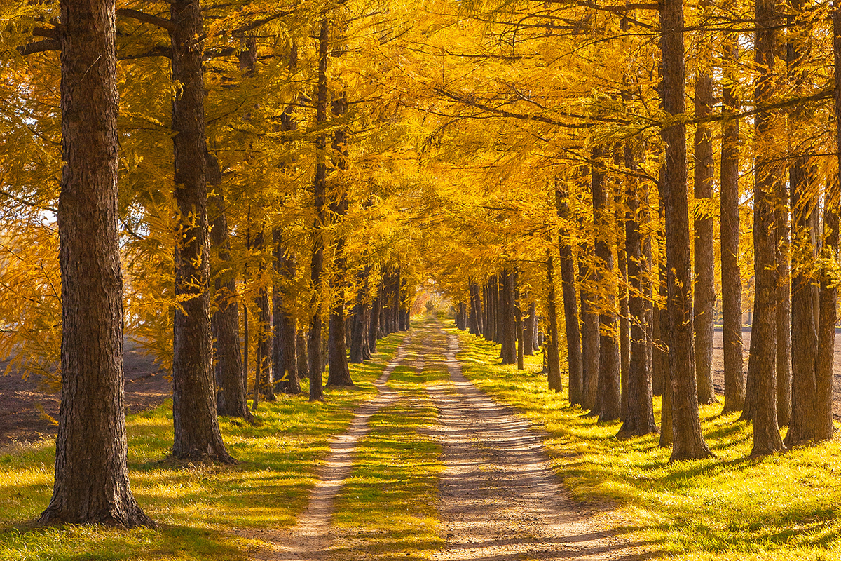 知的好奇心という生き方