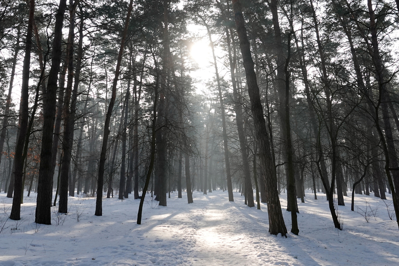 デジタル支配力