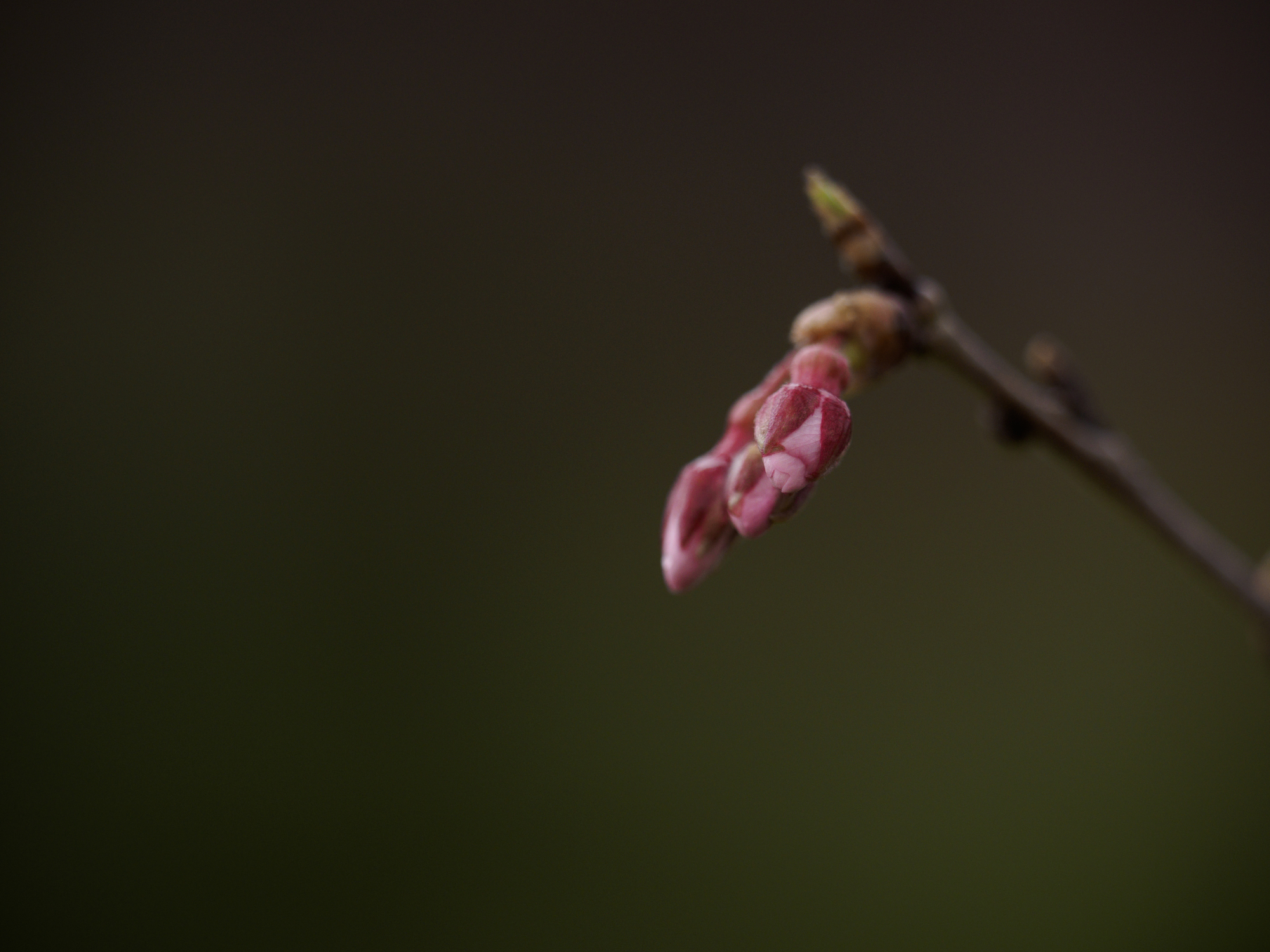 強い経済は実現するのか？